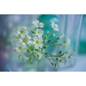 Fotografie White spring, Shihya Kowatari, 40 × 26.7 cm