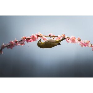 Fotografie Spring is coming, Vu van quan, 40 × 26.7 cm