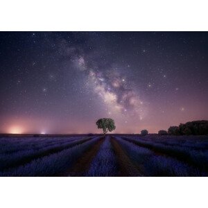 Fotografie Lavender fields nightshot, joanaduenas, 40 × 26.7 cm