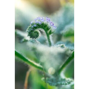 Fotografie Little grass flower with dew droplets, somnuk krobkum, 26.7 × 40 cm