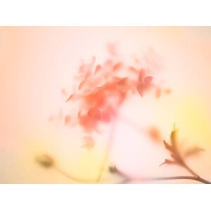 Fotografie Multi colored abstract background of the flower, Level1studio, 40 × 30 cm