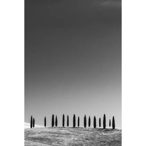 Fotografie Cypress Trees, Tuscany, StephenBridger, 26.7 × 40 cm