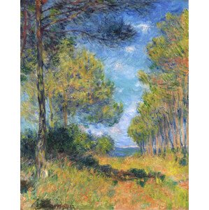 Obrazová reprodukce Allée de sapins à Varengeville, Claude Monet, 30 × 40 cm