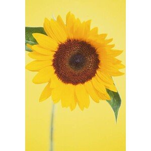 Fotografie Sunflower, DAJ, 26.7 × 40 cm