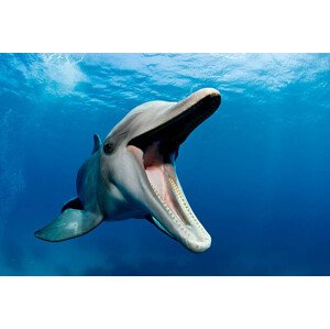 Fotografie Atlantic bottlenose dolphin, Tursiops truncatus, Stephen Frink, 40 × 26.7 cm