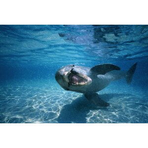 Fotografie Bottle-nosed dolphin ,Honduras,underwater view, Stuart Westmorland, 40 × 26.7 cm
