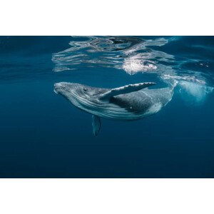 Fotografie A Baby Humpback Whale Plays Near, Craig Lambert, 40 × 26.7 cm