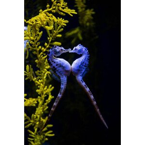 Fotografie Potbelly sea horse, Mark Newman, 26.7 × 40 cm