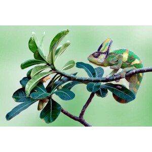 Fotografie Veiled chameleon sitting on a branch, Indonesia, anisah_priyadi, 40 × 26.7 cm