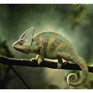 Fotografie Veiled chameleon  on branch during, Peter Finch, 40 × 40 cm