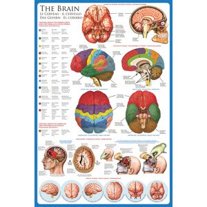 Plakát, Obraz - The brain, 61 × 91.5 cm