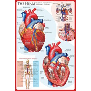 Plakát, Obraz - The heart, 61 × 91.5 cm