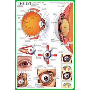 Plakát, Obraz - The eye, 61 × 91.5 cm