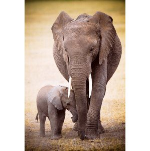 Plakát, Obraz - Elephant and baby, 61 × 91.5 cm