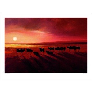Umělecký tisk Jonathan Sanders - Zebu At Dusk, 70 × 50 cm
