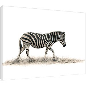 Obraz na plátně Mario Moreno - The Zebra, 2 - 80×60 cm