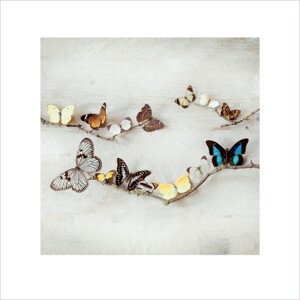Umělecký tisk Ian Winstanley - Array of Butterflies, 40 × 40 cm