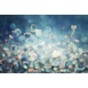 Fotografie Diamonds, Stefan Eisele, 40 × 26.7 cm