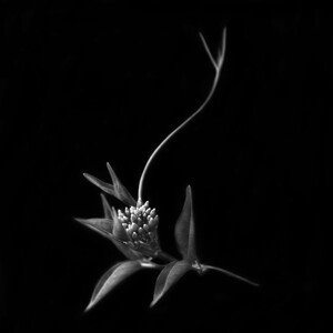 Fotografie Dance with me, she said ..., Yvette Depaepe, 40 × 40 cm