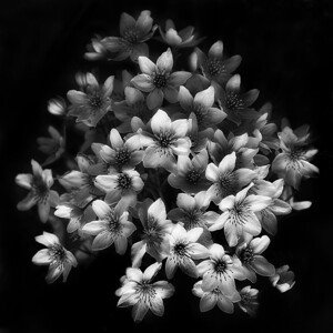 Fotografie Early Sensation, Yvette Depaepe, 40 × 40 cm