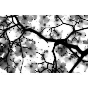 Fotografie Dogwood, Sarah Wright, 40 × 26.7 cm