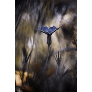 Fotografie The Blue Crown, Fabien Bravin, 26.7 × 40 cm
