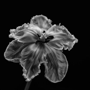 Fotografie Parrot Tulip, Lotte	Grønkjær, 40 × 40 cm
