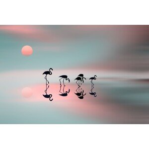 Fotografie Family flamingos, Natalia Baras, 40 × 26.7 cm