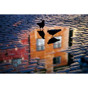 Fotografie Pigeons, Allan	Wallberg, 40 × 26.7 cm