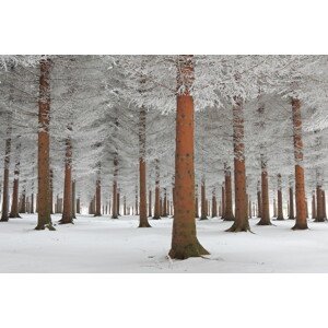 Fotografie magical forest, Dragisa Petrovic, 40 × 26.7 cm