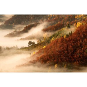 Fotografie November's fog, Bor, 40 × 26.7 cm