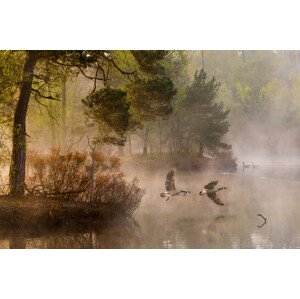 Fotografie Goose fight, Anton van Dongen, 40 × 26.7 cm