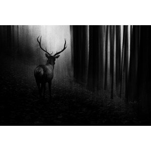 Fotografie Stag, Doris Reindl, 40 × 26.7 cm