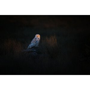 Fotografie The Watcher, Phillip Chang, 40 × 26.7 cm