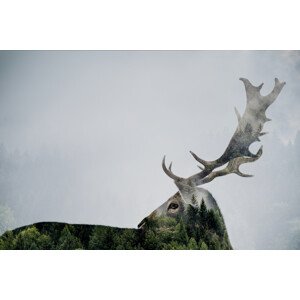 Fotografie Antler Double-exposed, Angyalosi Bea, 40 × 26.7 cm