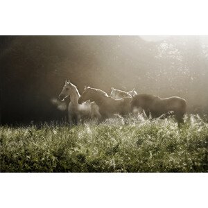 Fotografie Yesterday morning, milan malovrh, 40 × 26.7 cm