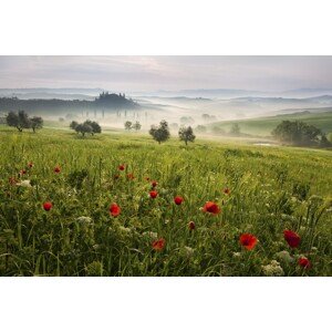 Fotografie Tuscan spring, Daniel, 40 × 26.7 cm