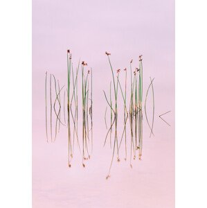 Fotografie Reflection of Serenity, Yan Zhang, 26.7 × 40 cm