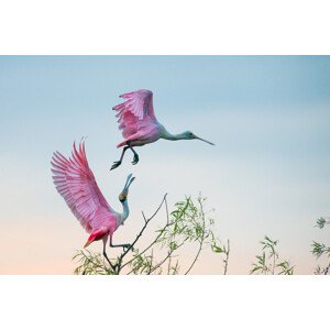 Fotografie Rosy pair, C. Mei, 40 × 26.7 cm
