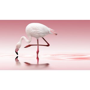 Fotografie Flamingo, Doris Reindl, 40 × 22.2 cm