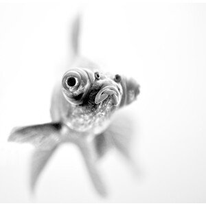 Fotografie I'm ready for my close up..., Paul, 40 × 40 cm