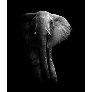 Fotografie Elephant!, WildPhotoArt, 33.7 × 40 cm