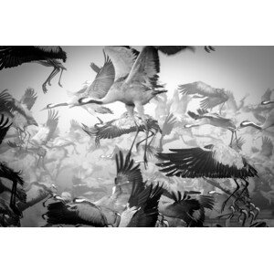 Fotografie Chaos, Ido Meirovich, 40 × 26.7 cm