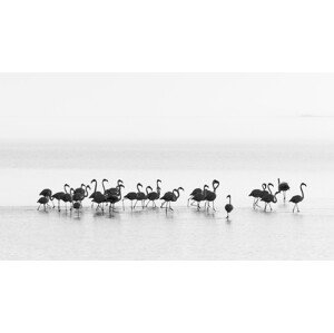Fotografie Flamingos, Joan	Gil Raga, 40 × 22.2 cm