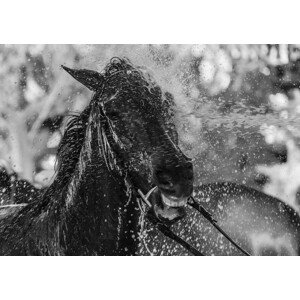 Fotografie Splash, Andrés	Pluchinotta, 40 × 30 cm