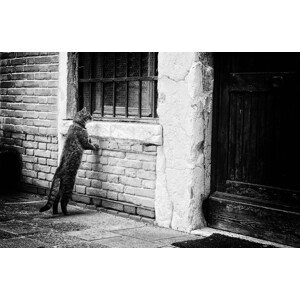 Fotografie The cat, Izabella	Végh, 40 × 26.7 cm