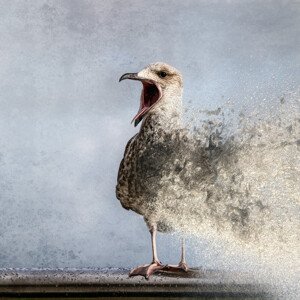 Fotografie Waterbird, Bruno	Flour, 40 × 40 cm