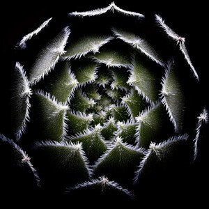 Fotografie Sempervivum Rosette, Victor	Mozqueda, 40 × 40 cm