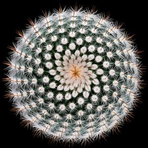Fotografie Notocactus scopa, Victor	Mozqueda, 40 × 40 cm