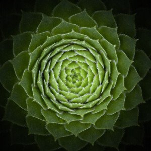 Fotografie Succulent, Victor	Mozqueda, 40 × 40 cm